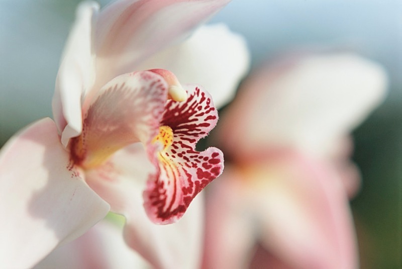 Orchid Cymbidium Lady McAlpine Jersey - Flowers II