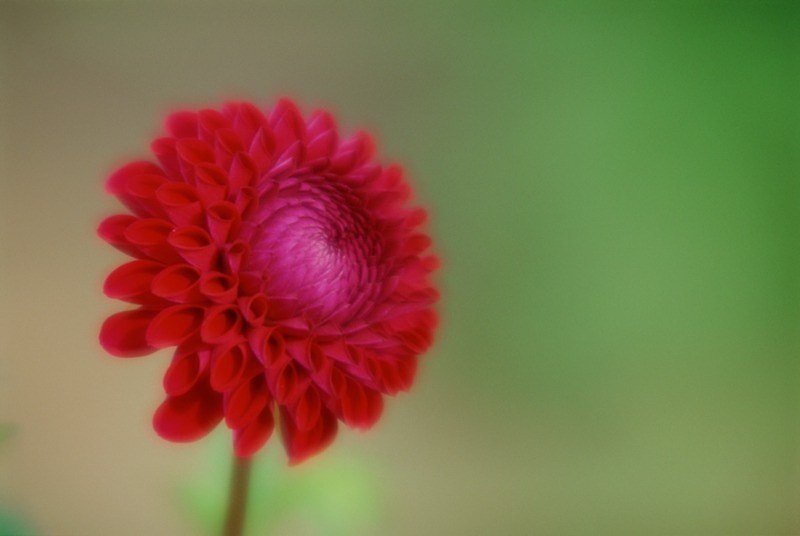 Red Dahlia - Flowers III
