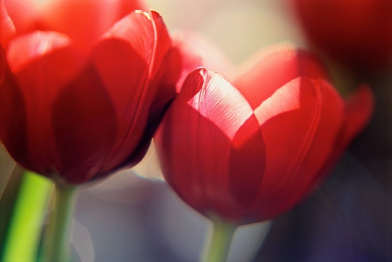 Red Tulip2 - Flowers II