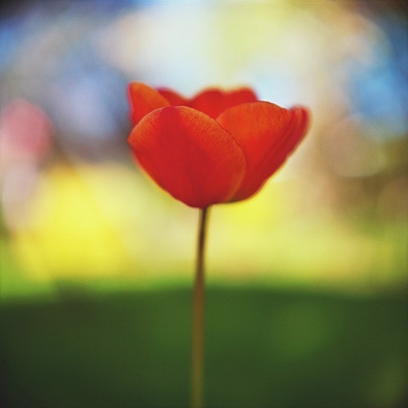 Tulip - Flowers II