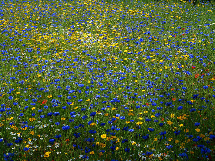 Wildflower_Meadow1 - Flowers IV