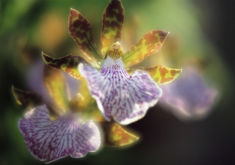 Orchid Zygopetalum Heaven1EE6 - Flowers II