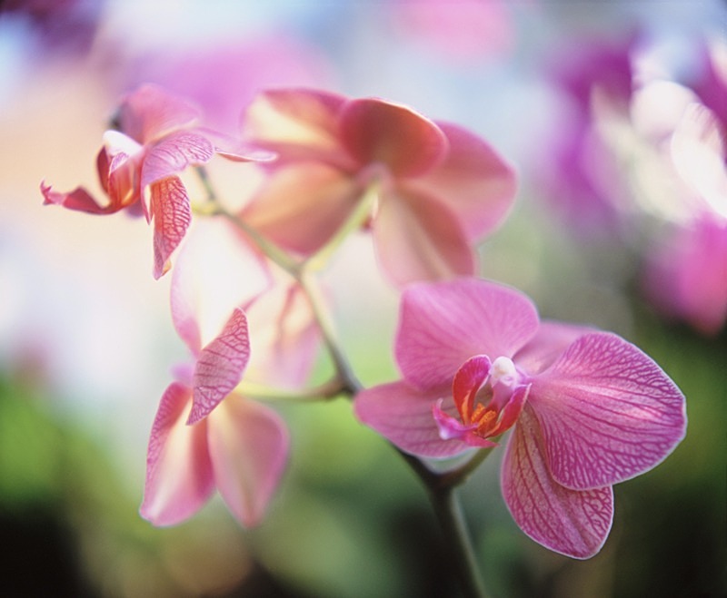 Orchid Phalaenopsis Lipperose - Flowers II