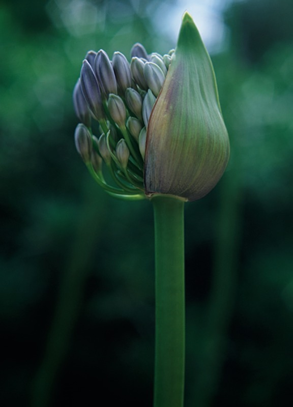 Agapanthus1 - Flowers 1