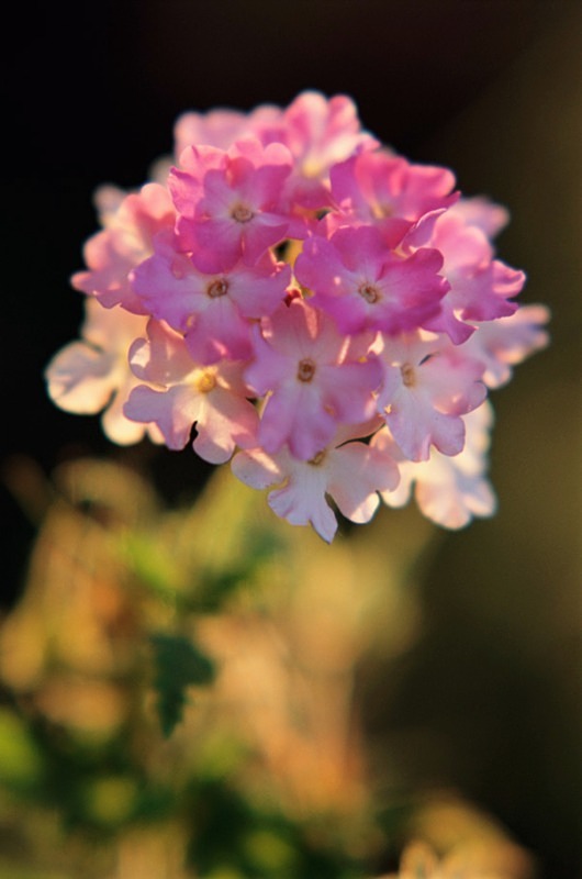 Verbena1 - Flowers II