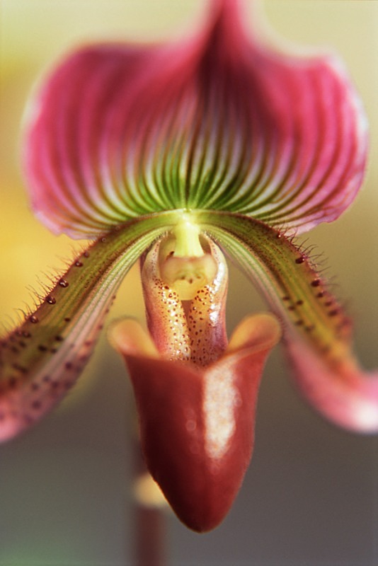 Paphiopedilum - Flowers II