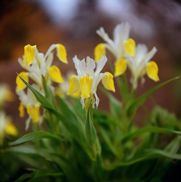 Iris Bucharica - Flowers III