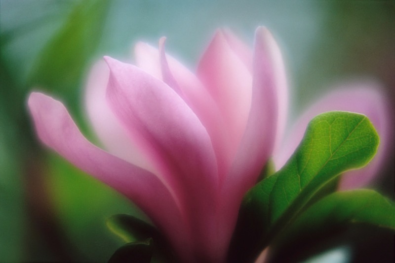 Magnolia Lilliiflora Stellata1 - Flowers III