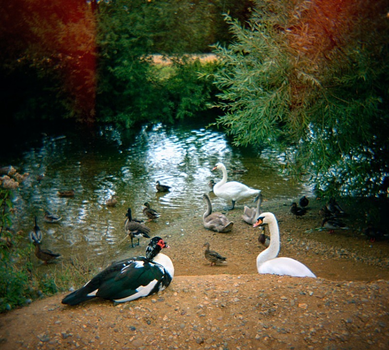 River Bank, Suffolk - Others