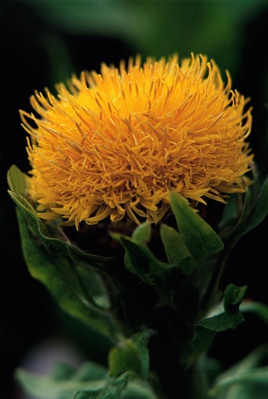 Centaurea Macrocephala - Flowers 1