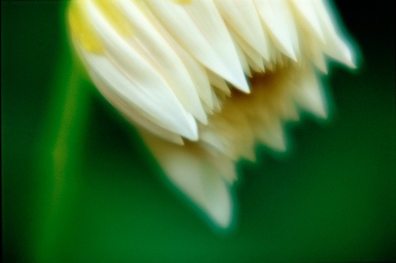  - Flowers III