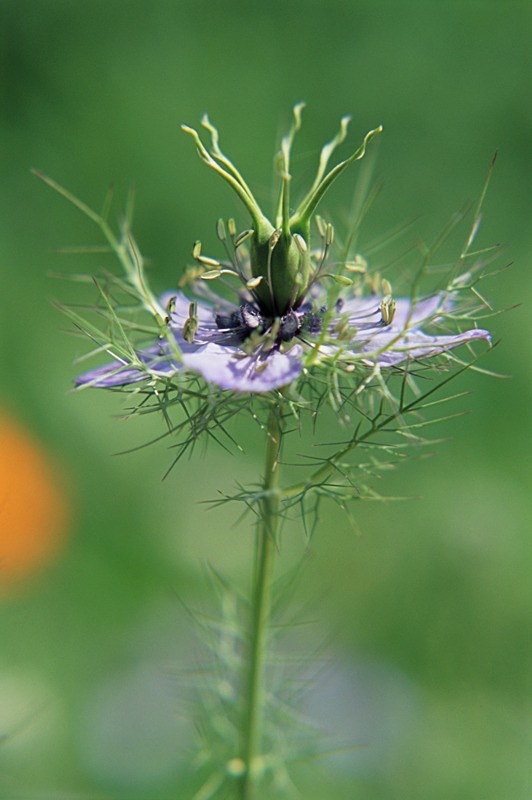 Nigella - Flowers III