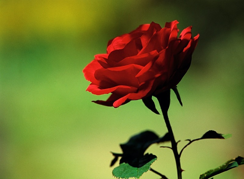 Velvia Rose - Flowers II
