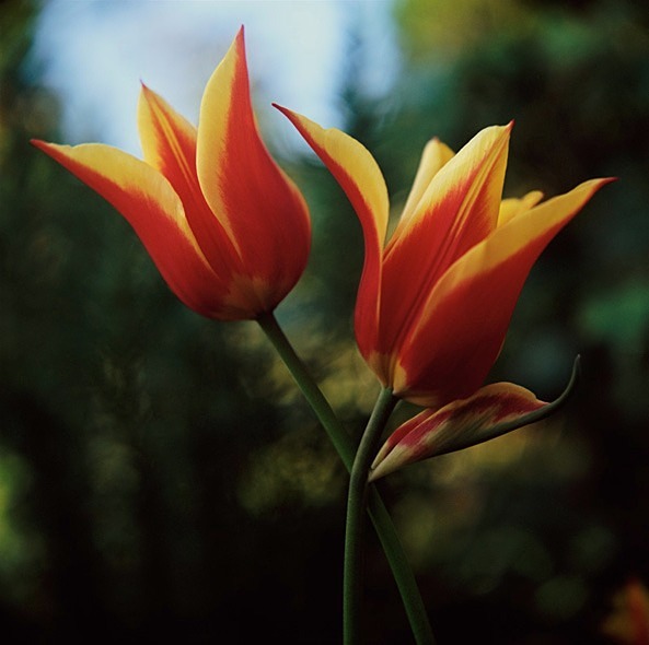 Tulips - Flowers II