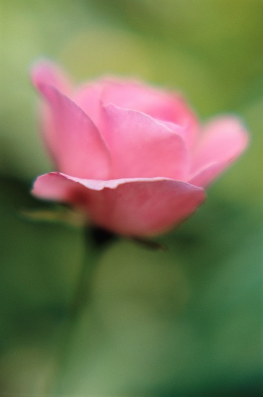 Pink Rose1 - Flowers II