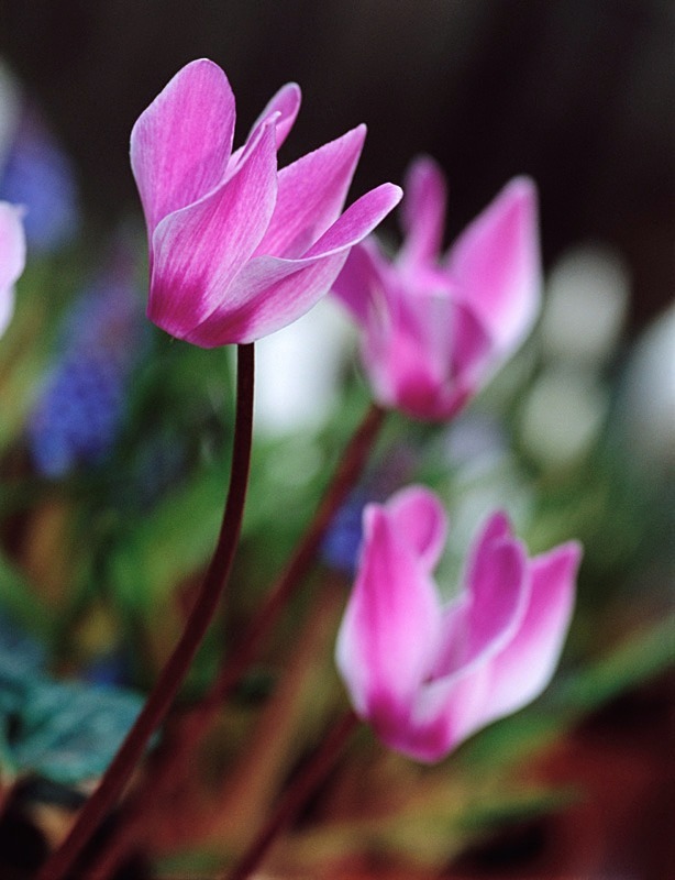 Cyclamen1 - Flowers 1