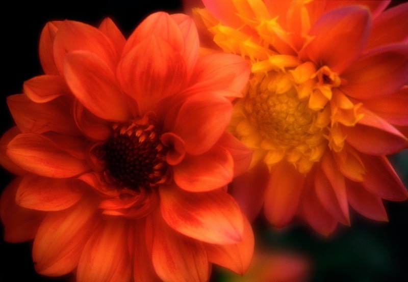  - Flowers III