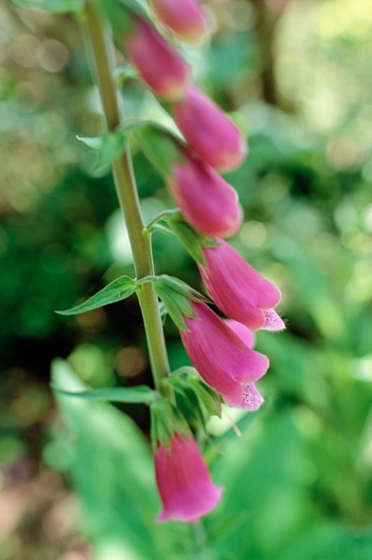Foxglove - Flowers III