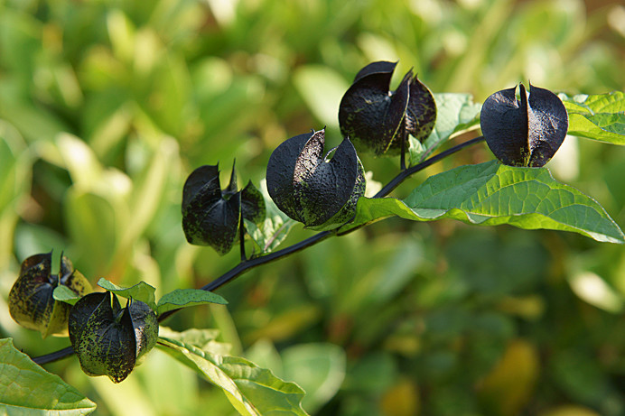Nicandra2 - Flowers IV