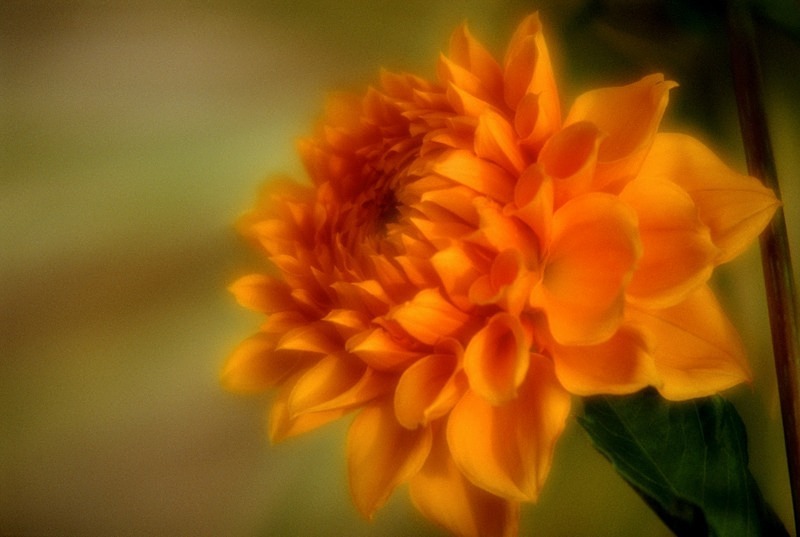 Yellow Dahlia - Flowers II