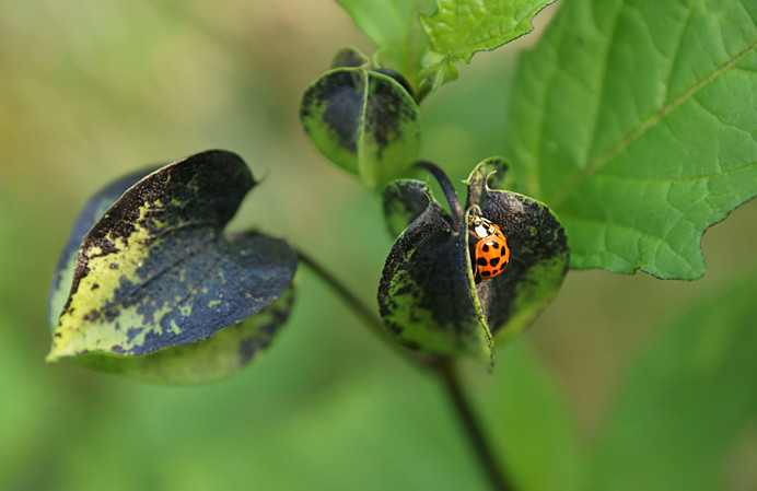 LadybirdNicandra1 - Flowers IV