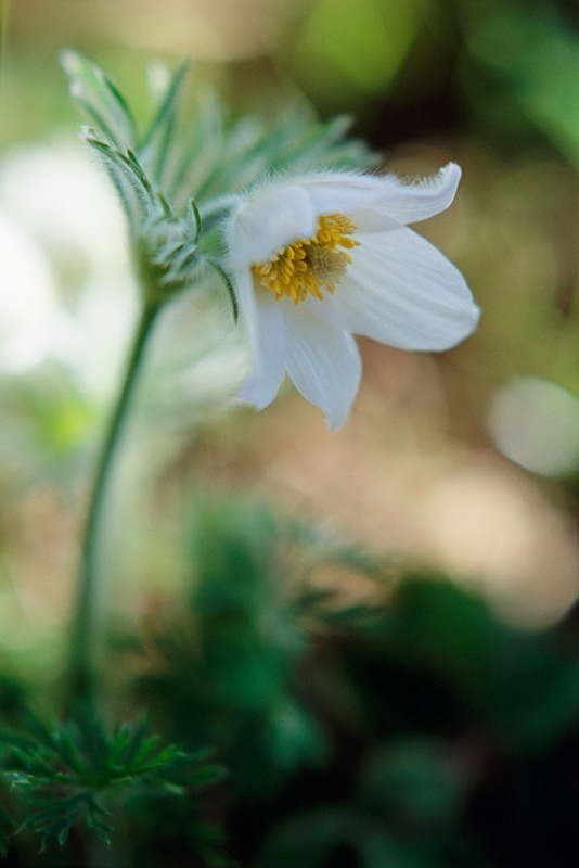 Pulsatilla Vulgaris - Flowers III
