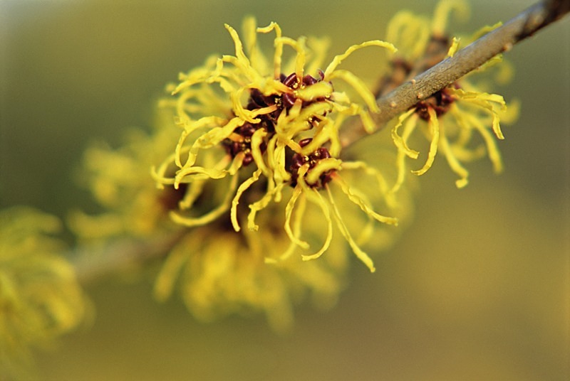 Hamamelis Intermedia Ripe1EDD - Flowers III