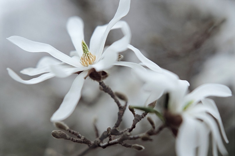 Magnolia Stellata - Flowers III