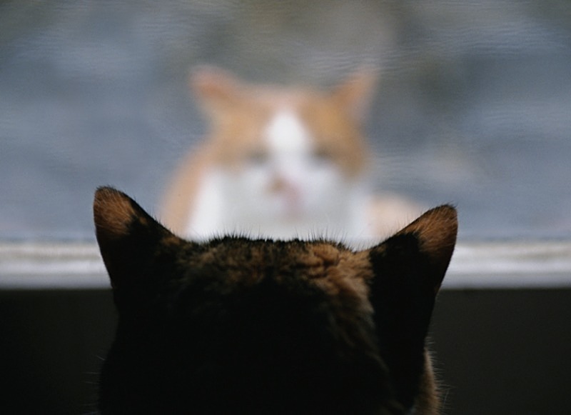 Cats (Spice & Mindy) - Others