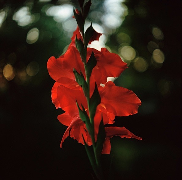 Gladiolus1 - Flowers III