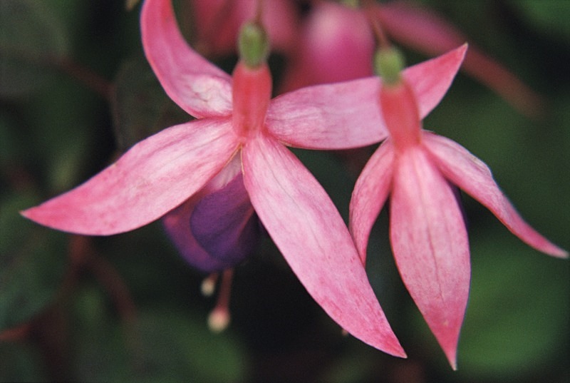 Fuscia America - Flowers III