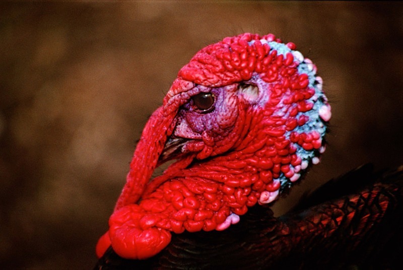 Turkey - Others