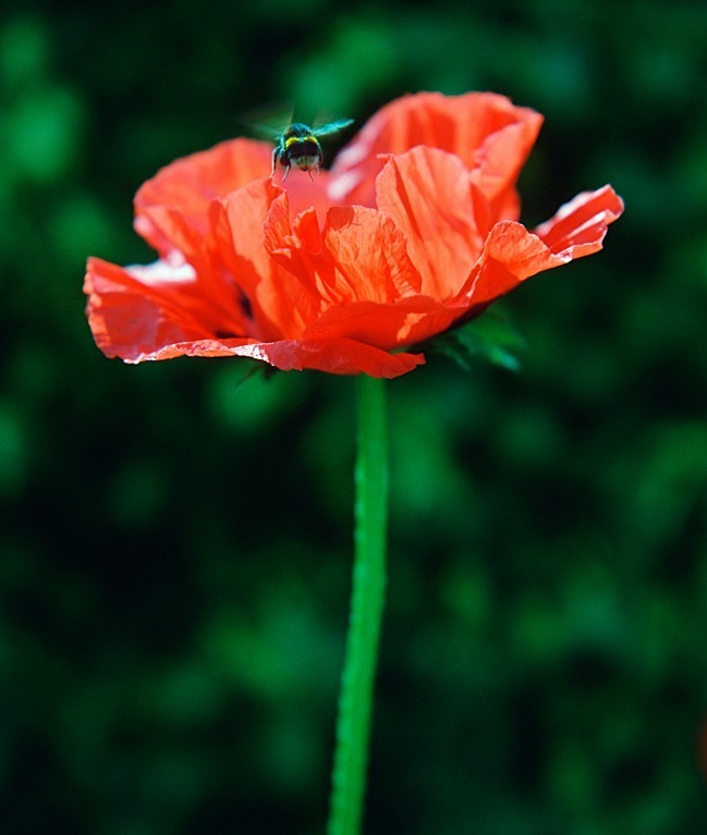 Poppy Orientale - Flowers II