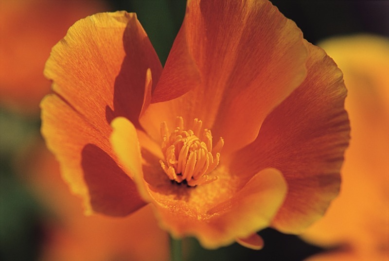Mecanopsis Cambrica1 - Flowers III
