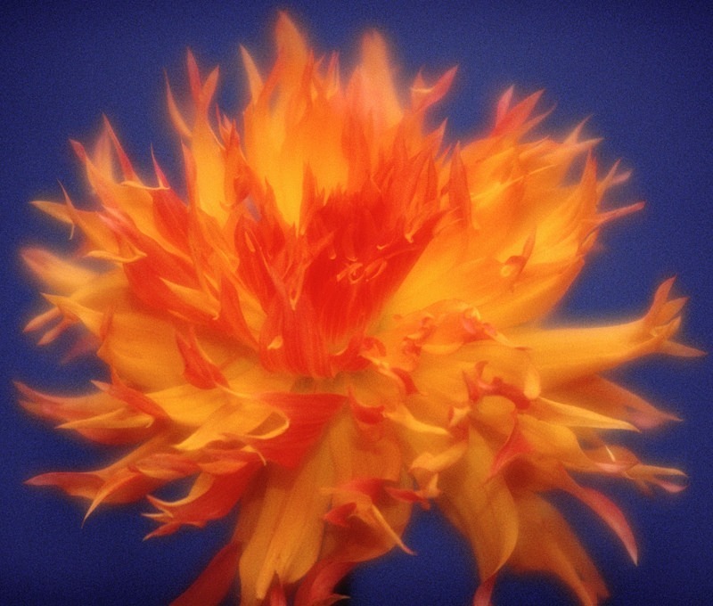 Dahlia Tioga Spice - Flowers 1