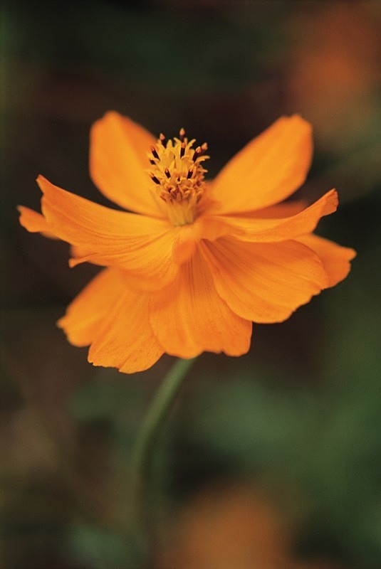 Cosmos Sulphureus Klondyke - Flowers 1