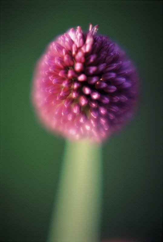 Allium Sphaerocephalon - Flowers 1