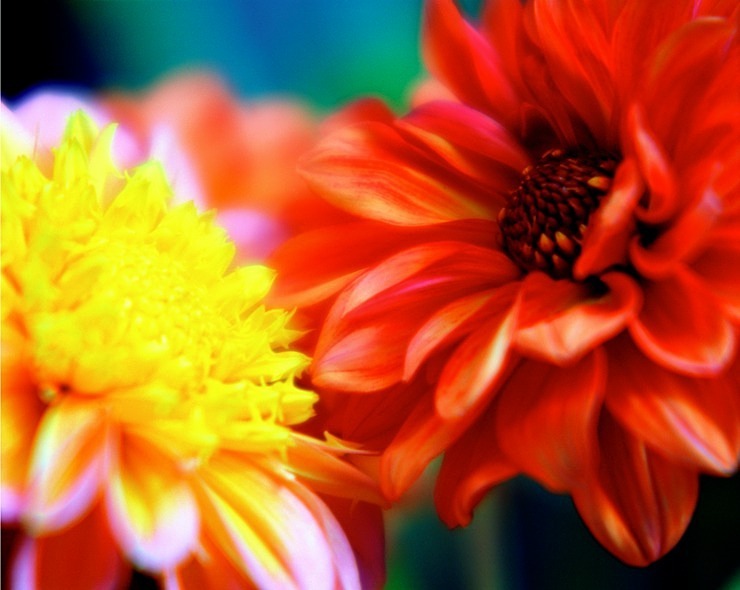  - Flowers III