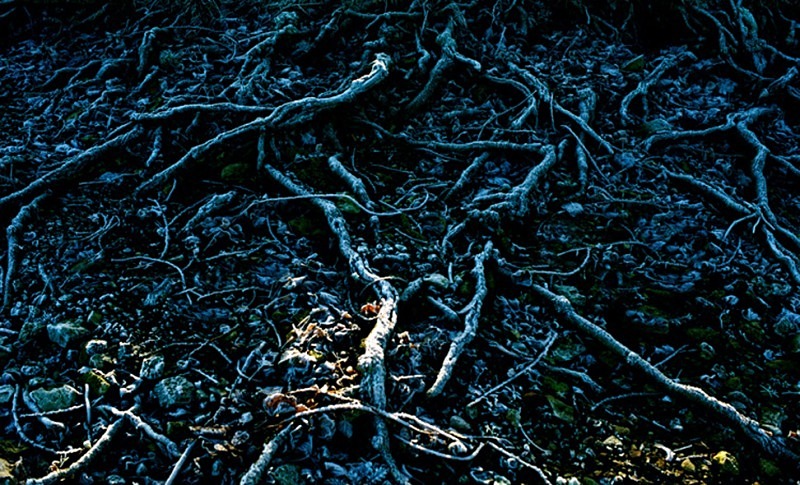 Roots Rutland Water - Others