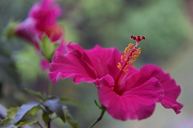 Hibiscus Rosa-Sinensis - Flowers IV