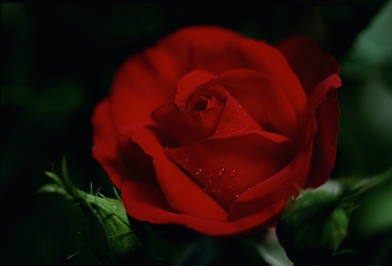 Fuji Velvia Rose3 - Flowers III