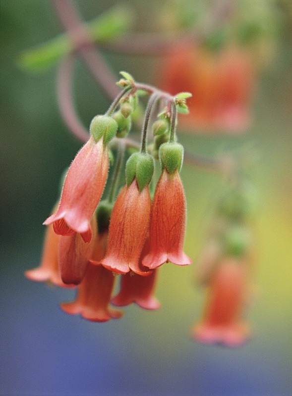 Kalanchoe Zebedi - Flowers III