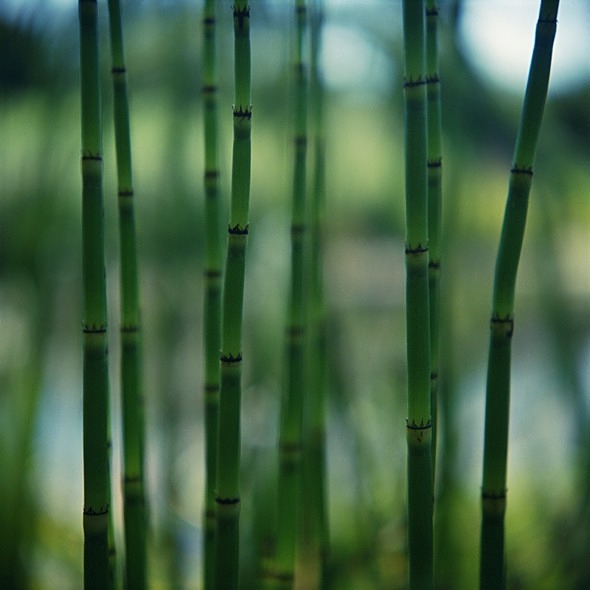 Water Horsetail Equisetum Fluviatile - Flowers II