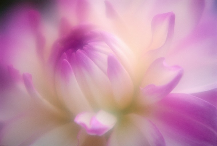Dahlia1 - Flowers 1