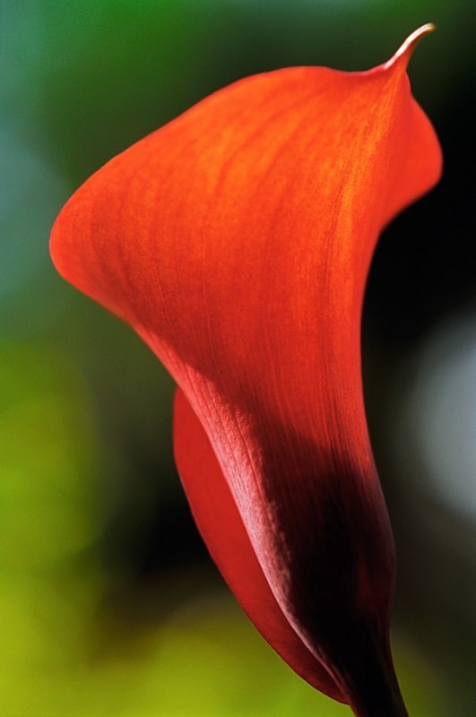 Zantedeschia 4 - Flowers II