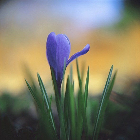 Blue Crocus - Flowers 1