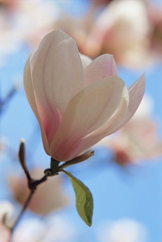 Magnolia Soulangeana-8 - Flowers III
