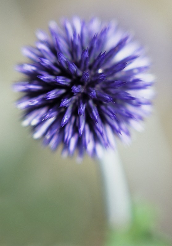 Echinops2 - Flowers 1
