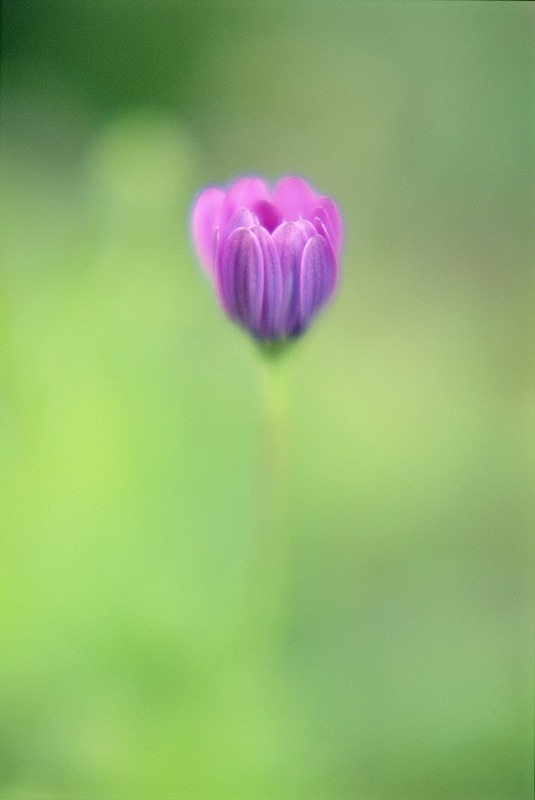 Daisy - Flowers 1