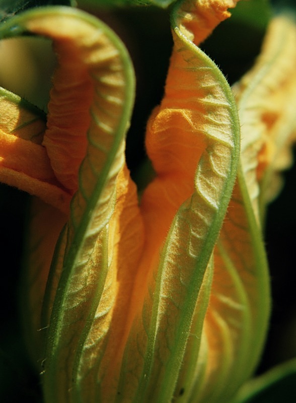 Courgette Flower - Flowers 1